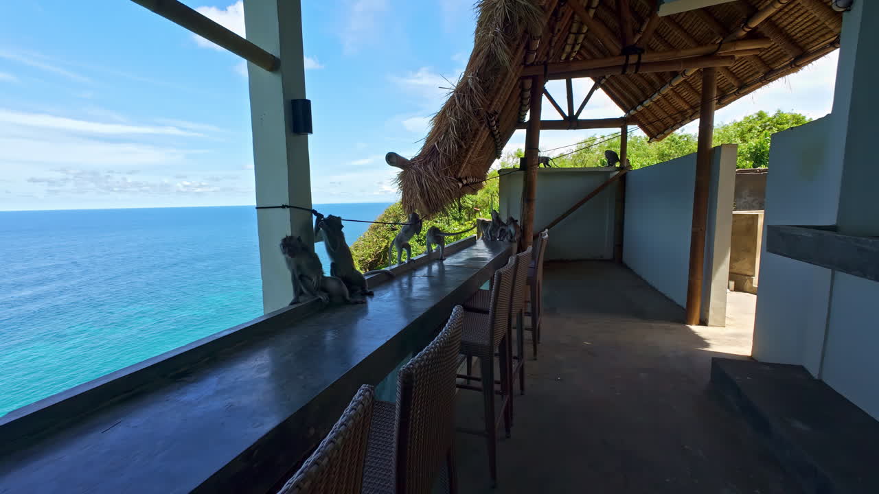 Monkeys exploring the Pura Luhur temple cliffside with ocean views in Bali