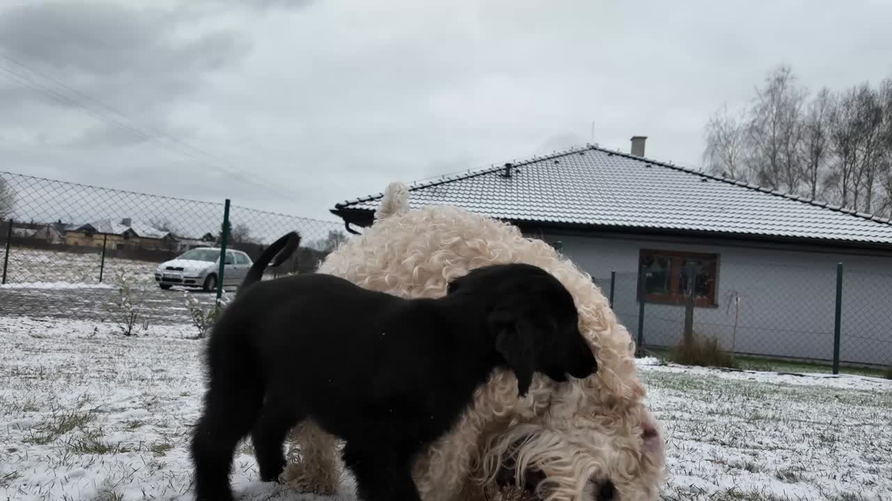 Černobílá štěňata si hrají, perou se a honí venku v mrazivém počasí