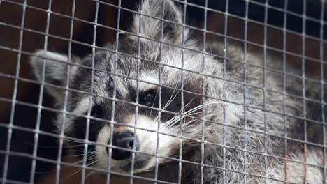 raccoon behind a metal cage looking out sadly