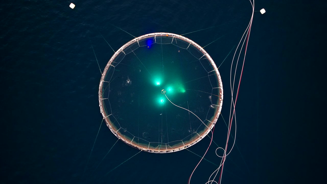 Lights illuminate round pen of salmon farm as fish launch out of water, aerial