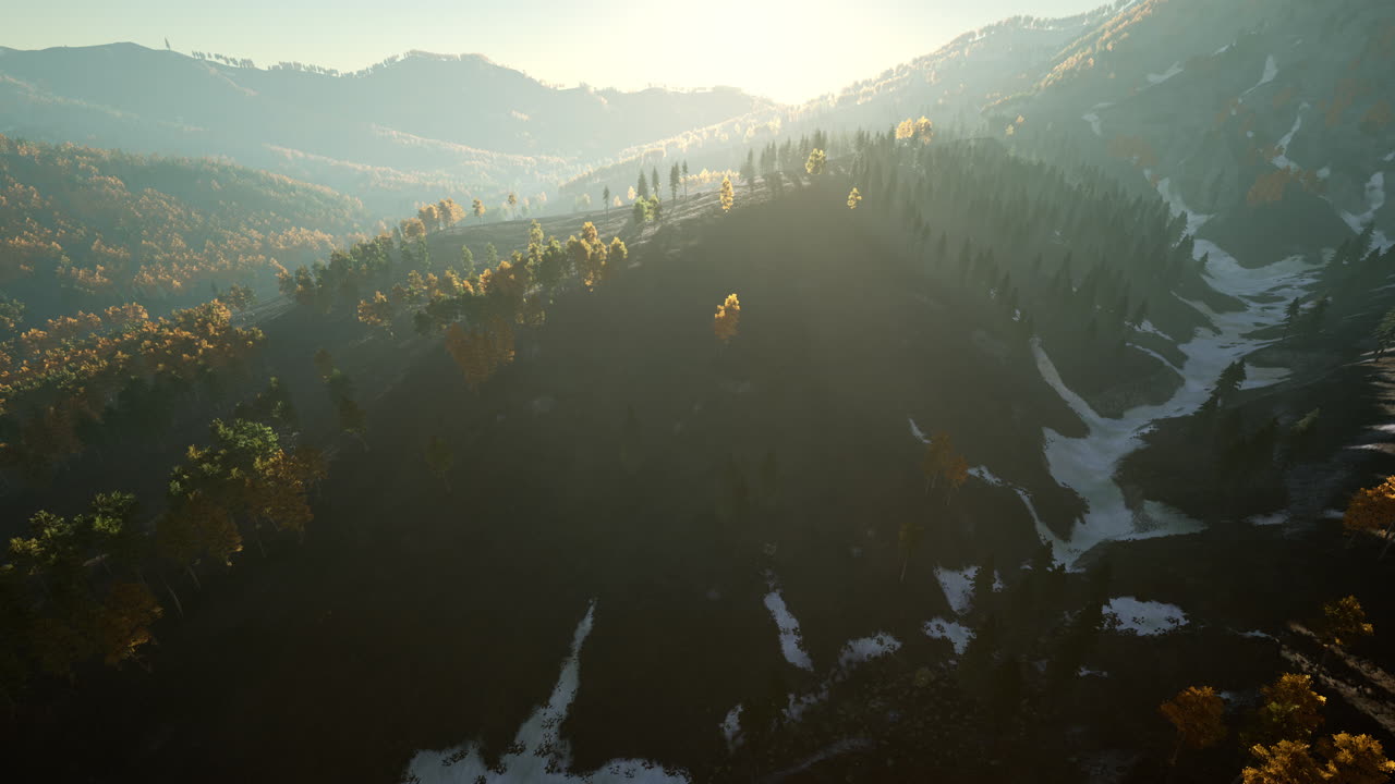 árboles amarillos y verdes en el bosque de otoño
