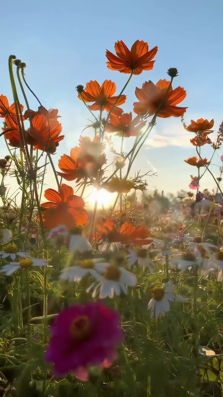 Fiori selvatici vivaci che sbocciano in un prato soleggiato al tramonto