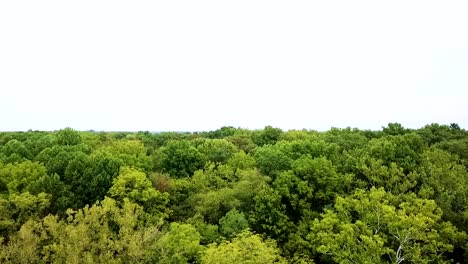 Aerial-Flying-Above-Jungle-Tree-Forest