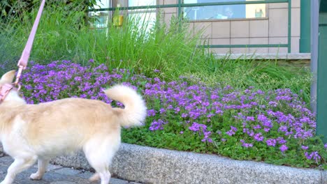 chihuahua dog breed on leash in the spring field garden