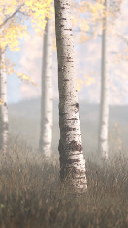 foggy birch trees in autumn