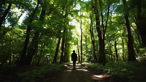 person walking through a sunlit forest path