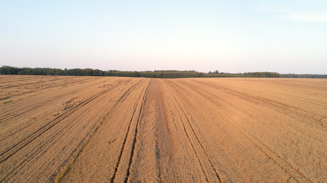 Flug über Weizenfeld Landwirtschaft 9