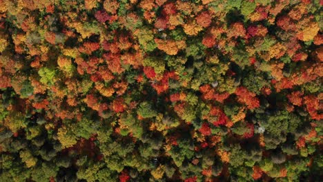 Vista-Aérea-Mirando-Hacia-Abajo-En-Las-Copas-De-Los-árboles-En-Un-Bosque-Denso---Disparo-De-Drones