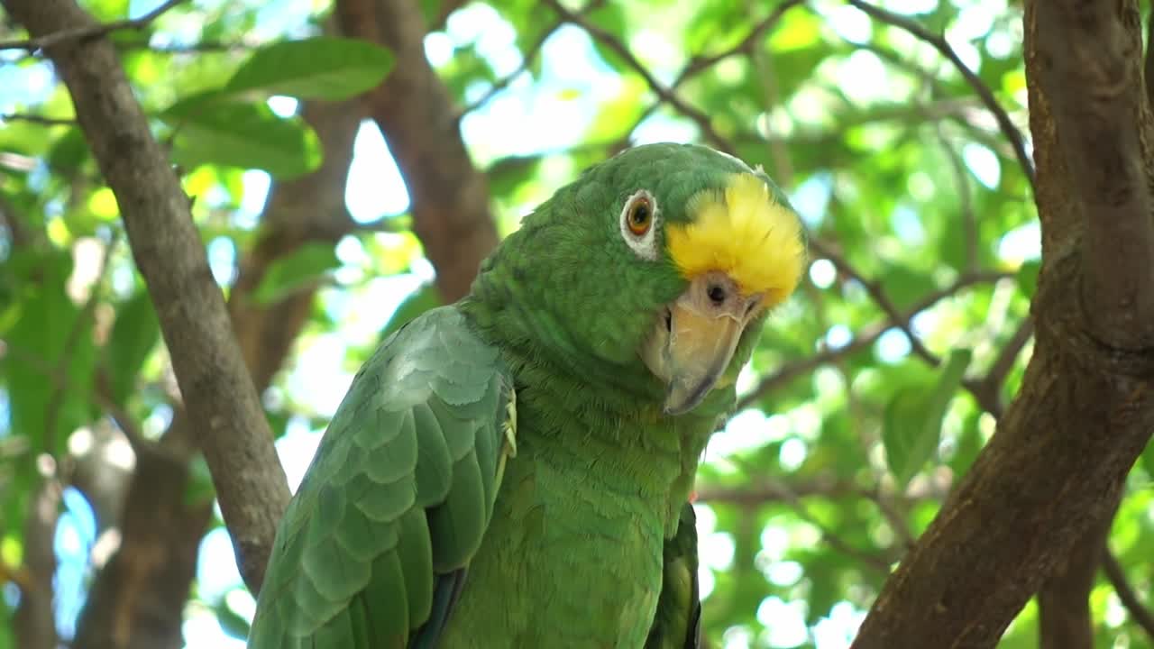 A beautiful green parrot in a tree in the amazon