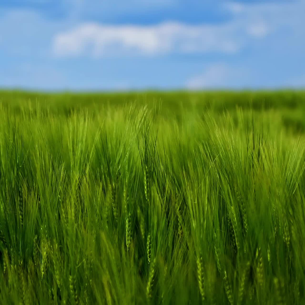 Green barley field on blue sky background. Crop video on green field. Harvest in summer concept.
