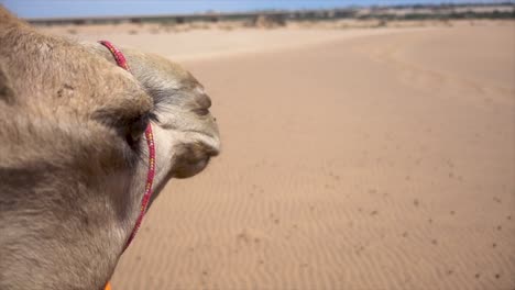 cool slomo de camello africano en la arena de namibia mirando a lo lejos con sus largas pestañas