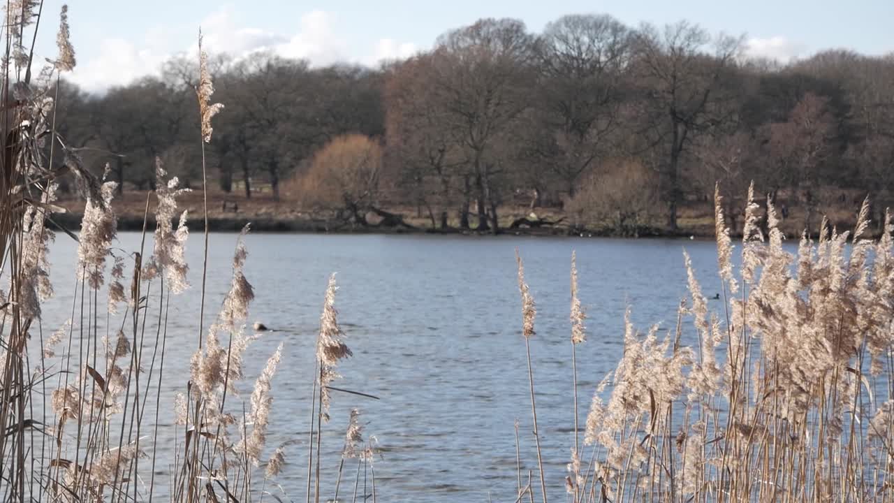 Framed shot of group of swan on the lake