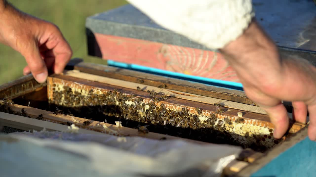 Bees on honeycomb frame. Bees turn nectar into honey. Work of beekeeper in apiary.