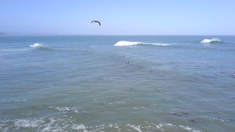 Slow-motion-of-bird-flying,-surfers-chill-in-the-water-waiting-for-the-next-wave