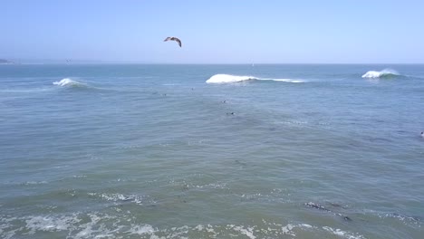 slow motion of bird flying, surfers chill in the water waiting for the next wave