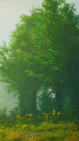 misty forest with sunbeams and yellow flowers