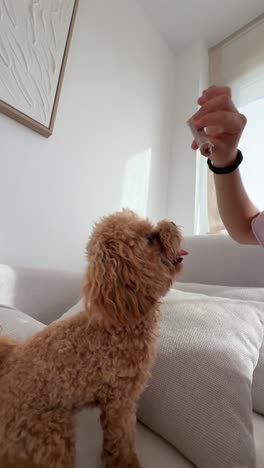 fluffy poodle receiving a treat