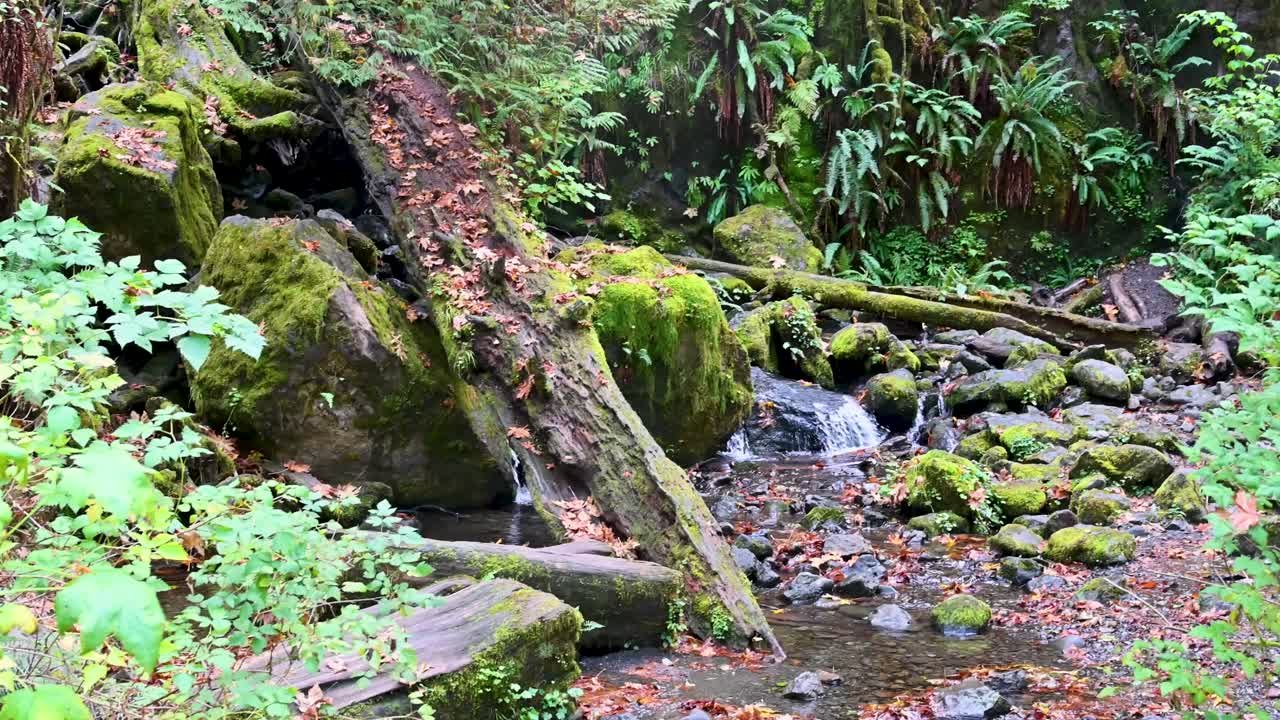 Moss-covered stream flowing gently through a lush forest with rocks, ferns, and fallen logs