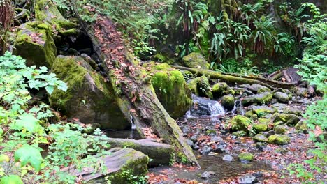 moss-covered stream flowing gently through a lush forest with rocks, ferns, and fallen logs