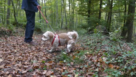 clean dog kicking dirt and leave up on walk in forest woodland wilderness excercise