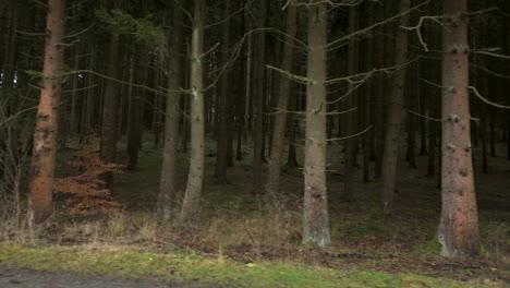 Hues-of-Harmony:-The-Pine-and-Beech-Trees-of-Sauerland