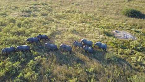Aerial-View-of-African-bush-elephant-herd-walking-across-sunset-plain