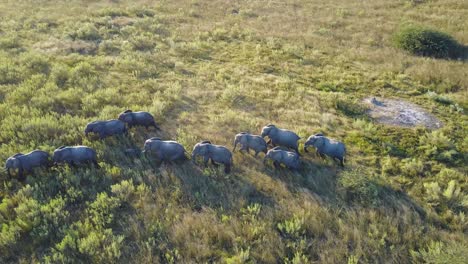 aerial view of african bush elephant herd walking across sunset plain