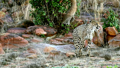 cheetah in the african savanna