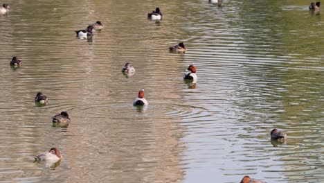 varios patos flotando tranquilamente en la superficie del agua