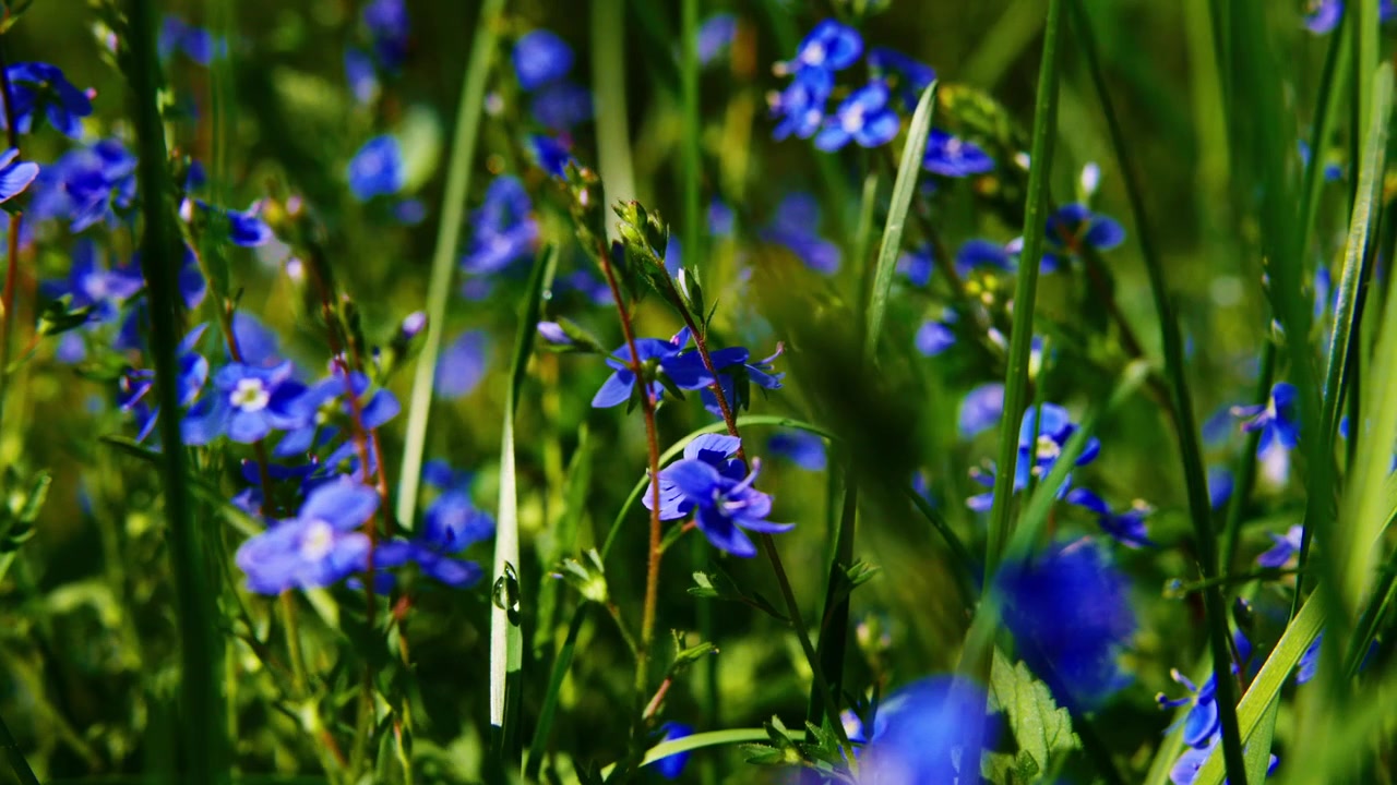 De minuscules myosotis bleus fleurissent parmi les hautes herbes vertes. La lumière du soleil filtre à travers, mettant en valeur les pétales et les tiges délicats. La beauté tranquille de la nature brille dans cette prairie paisible.