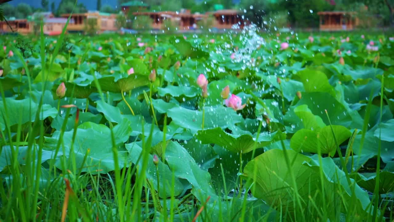 연못에 있는 신성한 연꽃의 울창한 풍경에 물이 튀는 보트 패들