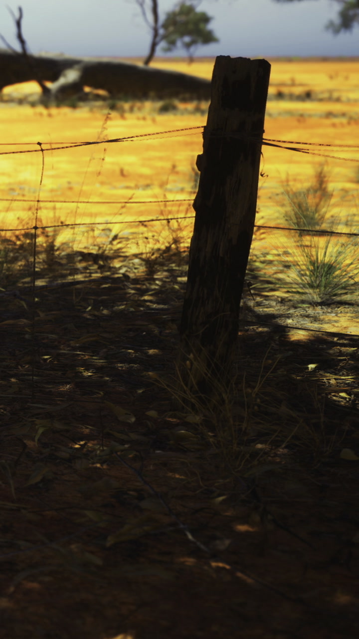 Golden blades of grass sway gently under a warm sunlit sky at sunset