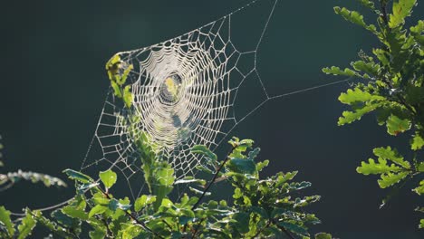 an ethereal spiderweb suspended between the oak tree branches is lit by the low morning sun