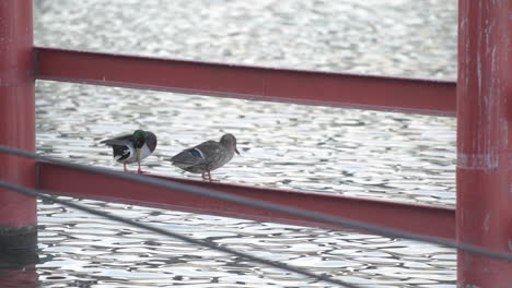 wild dabbling ducks perched on dock rails, preening feathers