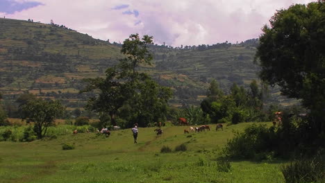 A-man-watches-over-a-herd-of-goats-grazing-in-a-field