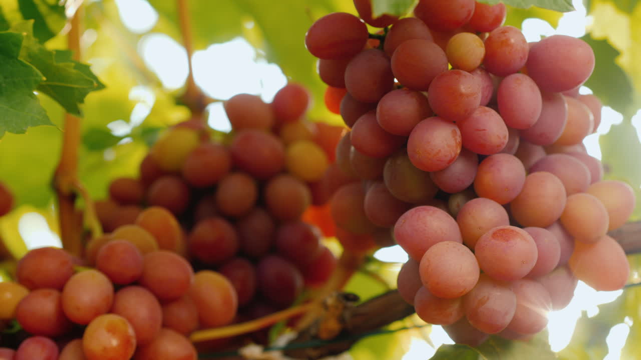 los rayos del sol brillan a través de los jugosos racimos de uvas maduras