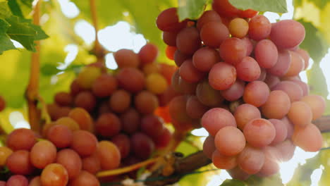 los rayos del sol brillan a través de los jugosos racimos de uvas maduras