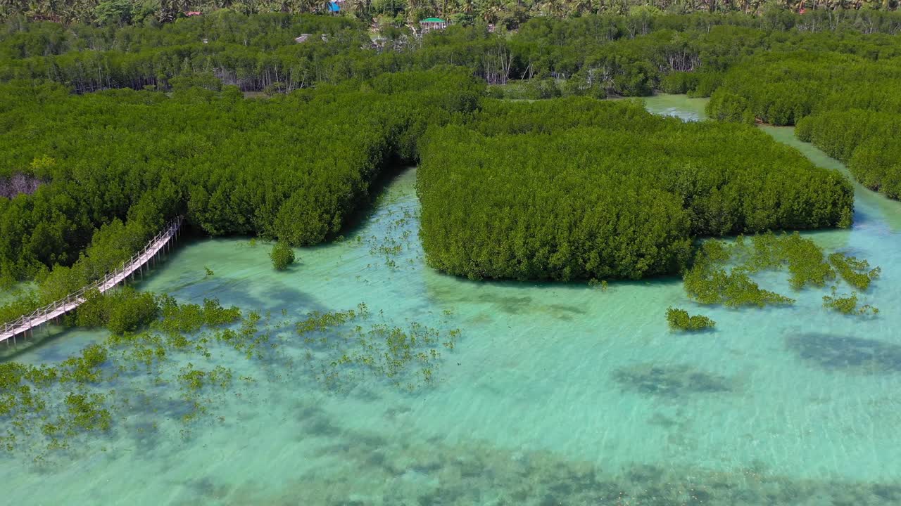 Mangroves in Bantayan Island Philippines Omagieca Obo Ob reaching the ocean, Aerial dolly out shot