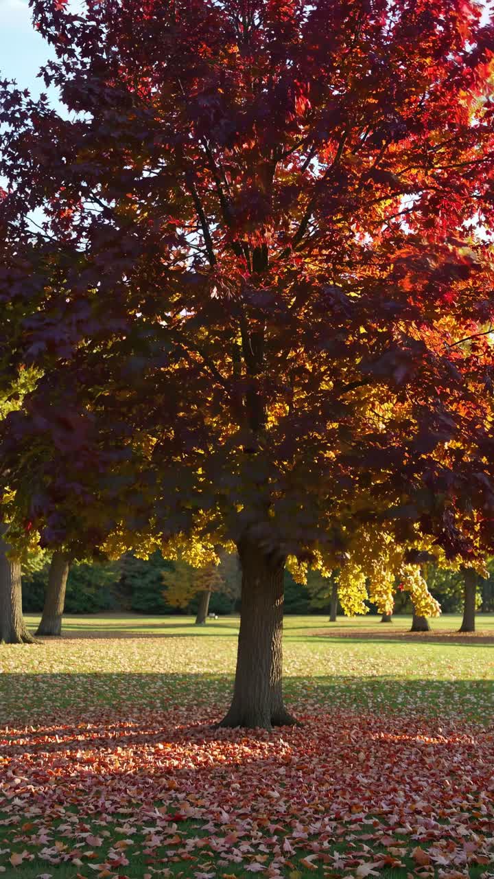 A vibrant autumn tree with red leaves captured from a low angle, casting shadows on the ground