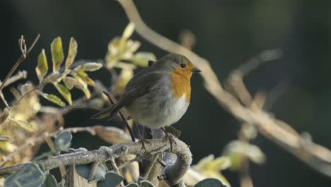 Robin-Pájaro-Salvaje-Europeo-Cámara-Lenta-Reino-Unido-Invierno-Escarchado