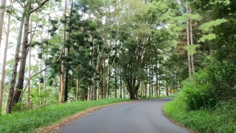 viaje a lo largo de un camino sinuoso rodeado de vegetación