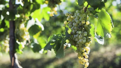 green grapes hanging on a vine in a vineyard