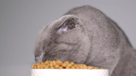 A Beautiful Gray Scottish Tabby Kitten Eats Dry Food. A beautiful gray Scottish tabby kitten eats dry food. Complete nutrition for kittens. video