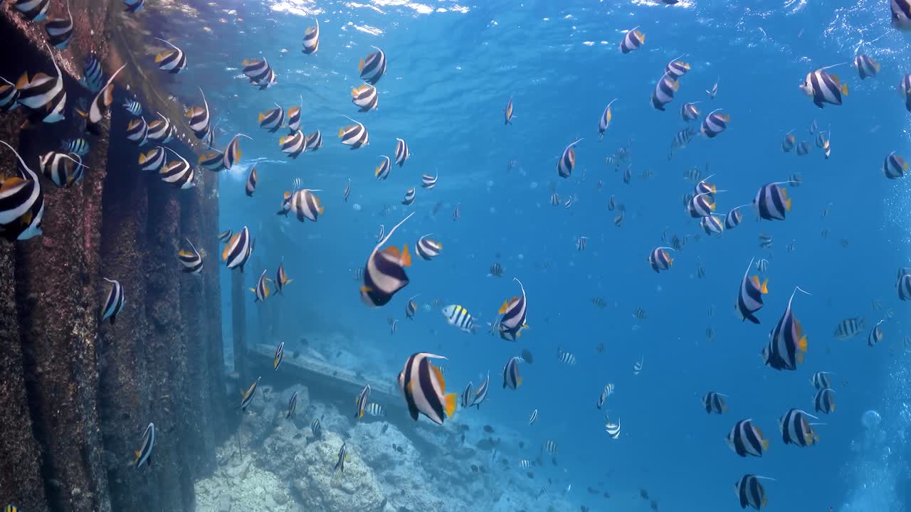 cientos de peces ídolos moros nadando cerca de la superficie del mar en las maldivas en 4k