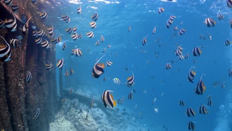 hundreds of moorish idol fish swimming near the surface of the sea in the maldives in 4k