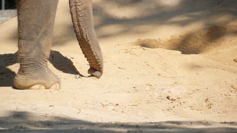 A closeup portrayal of an elephant in its natural habitat, moving through soft sand. The focus on its feet and trunk highlights its gentle strength