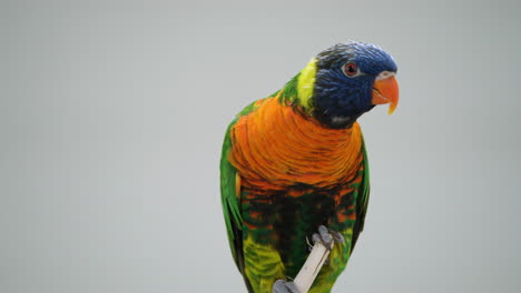 Rainbow-Lorikeet-Parrot-Opens-Bill-on-Grey-Studio-Background---Close-up-Static