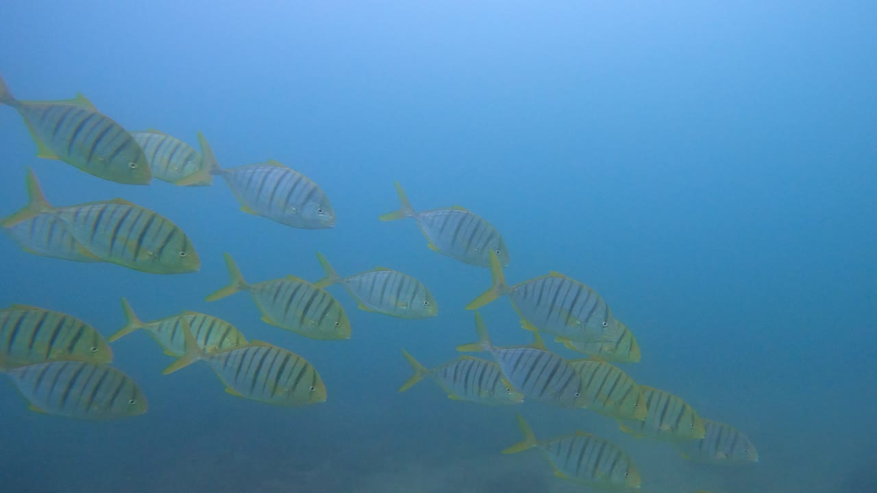 School Of Subadult Golden Trevally Fish Swimming In The Cabo Pulmo National Marine Park In Mexico. - underwater