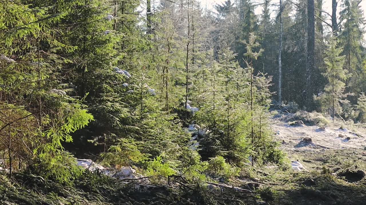Auringon valaisemat ikivihreät puut seisovat hiljaisella talvisella metsäaukiolla, maassa on kevyttä kuuraa ja lunta, luoden rauhallisen, luonnonmukaisen metsätunnelman.
