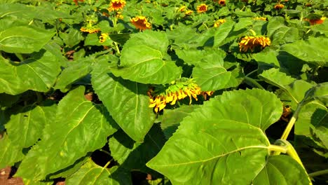 agricultural field of sunflowers. shooting in the summer in the countryside.